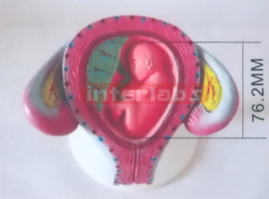 HUMAN PREGNANCY SERIES MODEL (3RD MONTH 7-9 CMS 20GM)